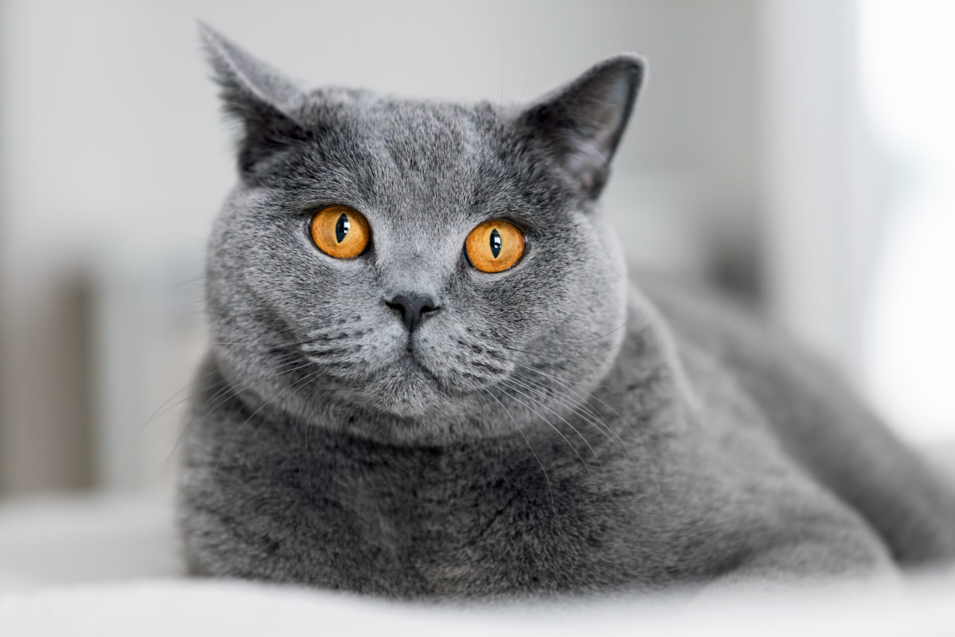 Cute grey cat laying on the sofa. British shorthair cat. Domestic animal.