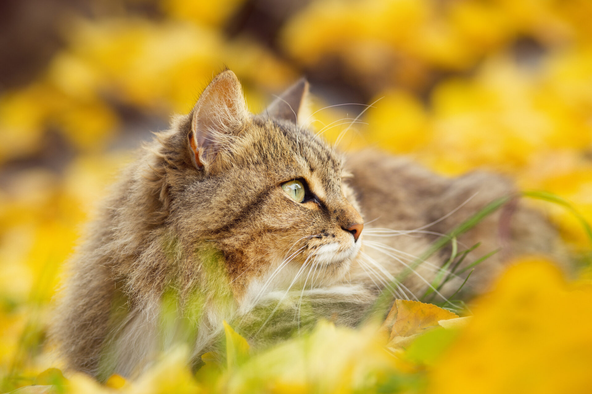 portrait of a beautiful fluffy Siberian cat lying on the fallen yellow foliage, pet walking on nature in the autumn